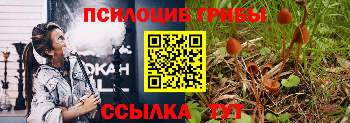 Псилоцибиновые грибы Psilocybe Красноуфимск